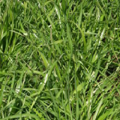 fescue-grass.png